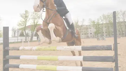 lice de dressage à Centre-Val de Loire - image 3