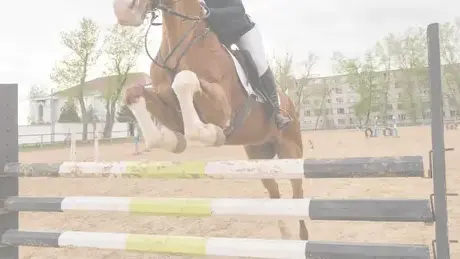 lice de dressage Mayenne-5