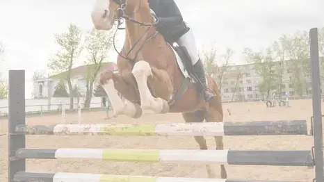 obstacle d'équitation à Pays de la Loire - image 2